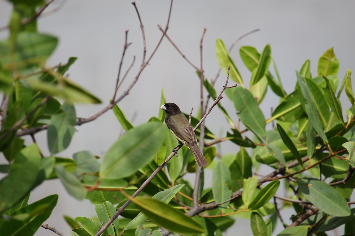 Yellow-bellied Seedeater - ML643918146
