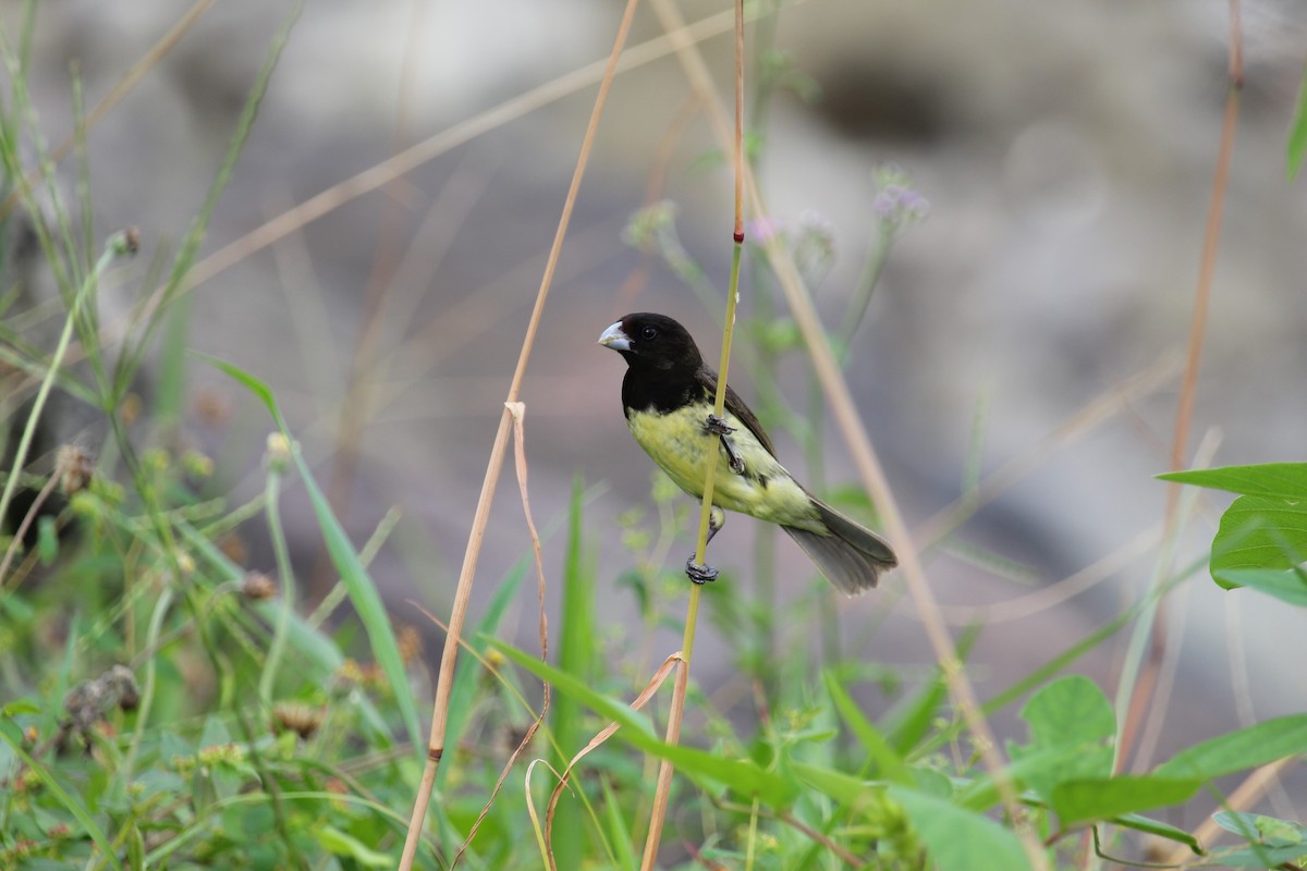 Yellow-bellied Seedeater - ML643918147