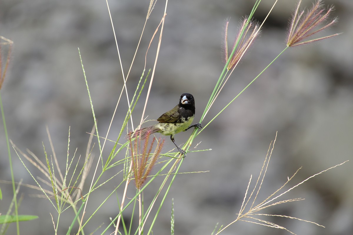 Yellow-bellied Seedeater - ML643918148