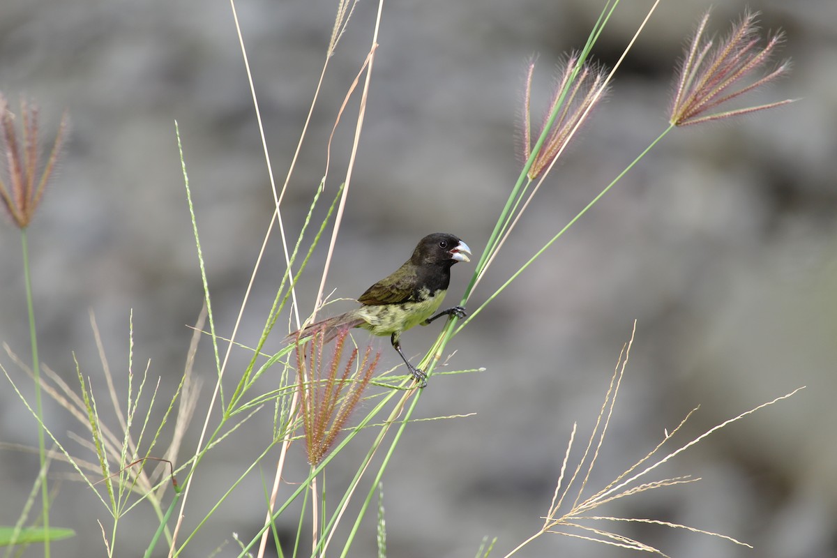 Yellow-bellied Seedeater - ML643918149