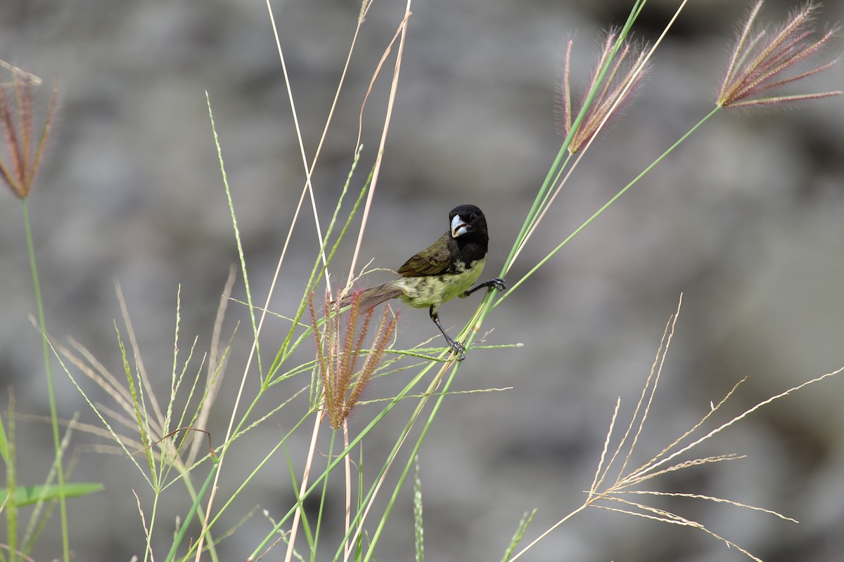 Yellow-bellied Seedeater - ML643918150