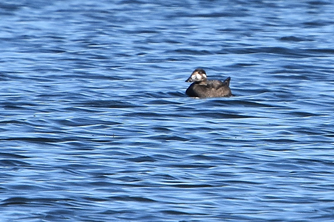 Surf Scoter - ML643918152