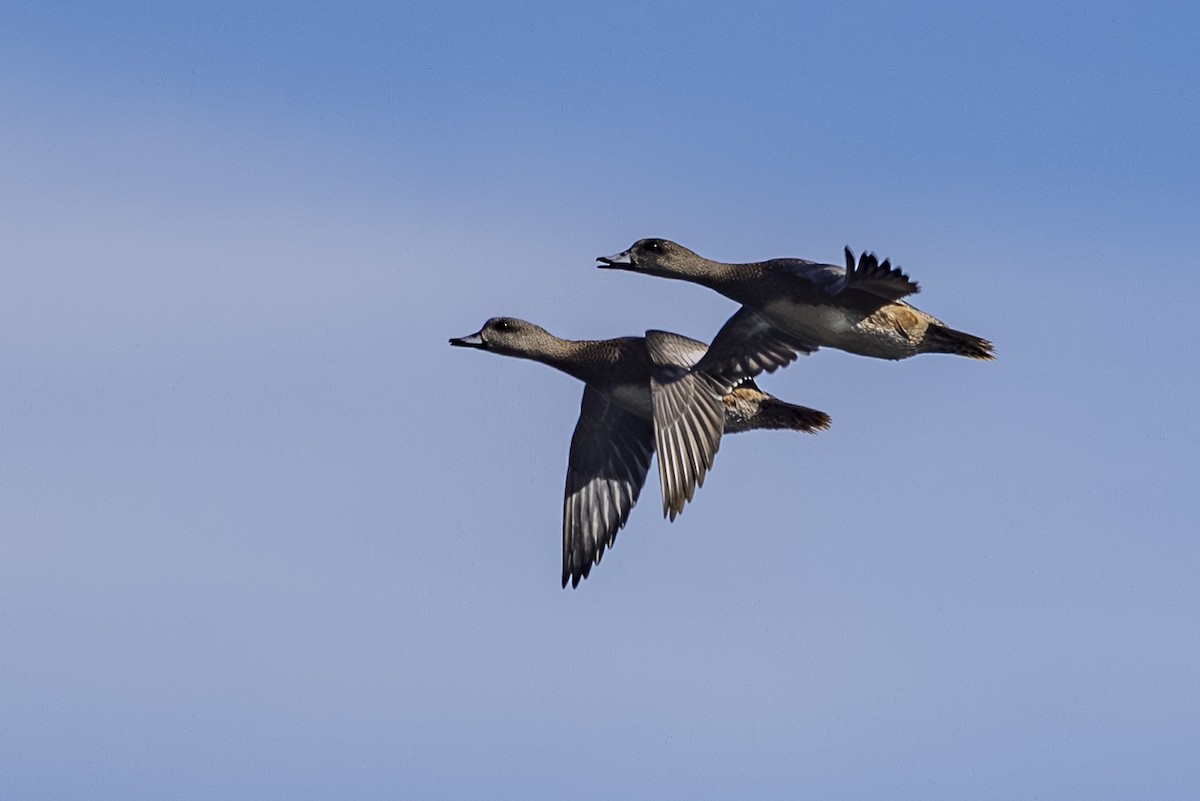 American Wigeon - ML643918161