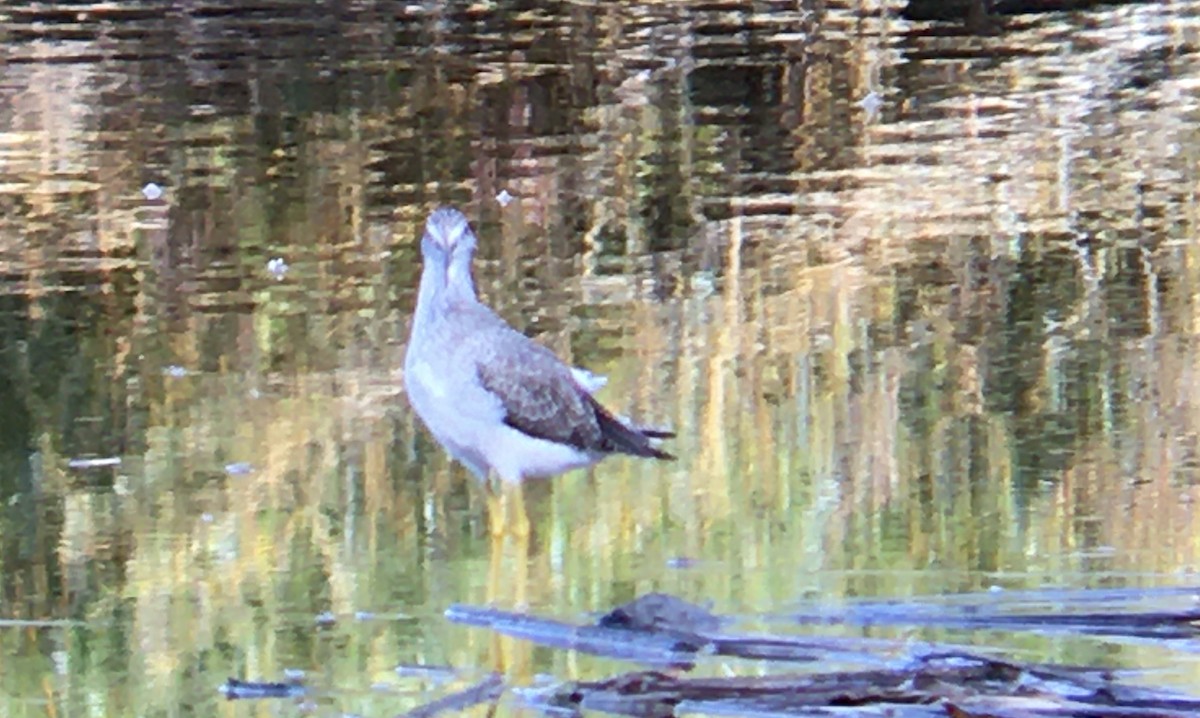 Greater Yellowlegs - ML643918166