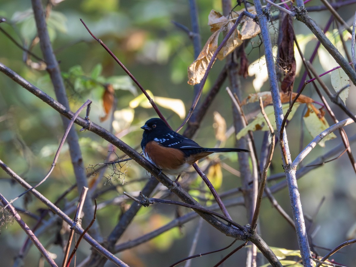 Spotted Towhee - ML643918180