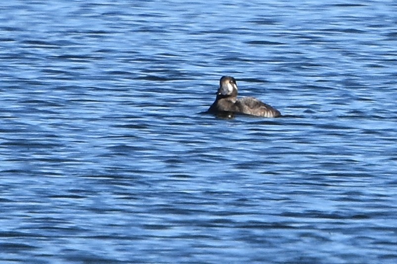 Surf Scoter - ML643918181