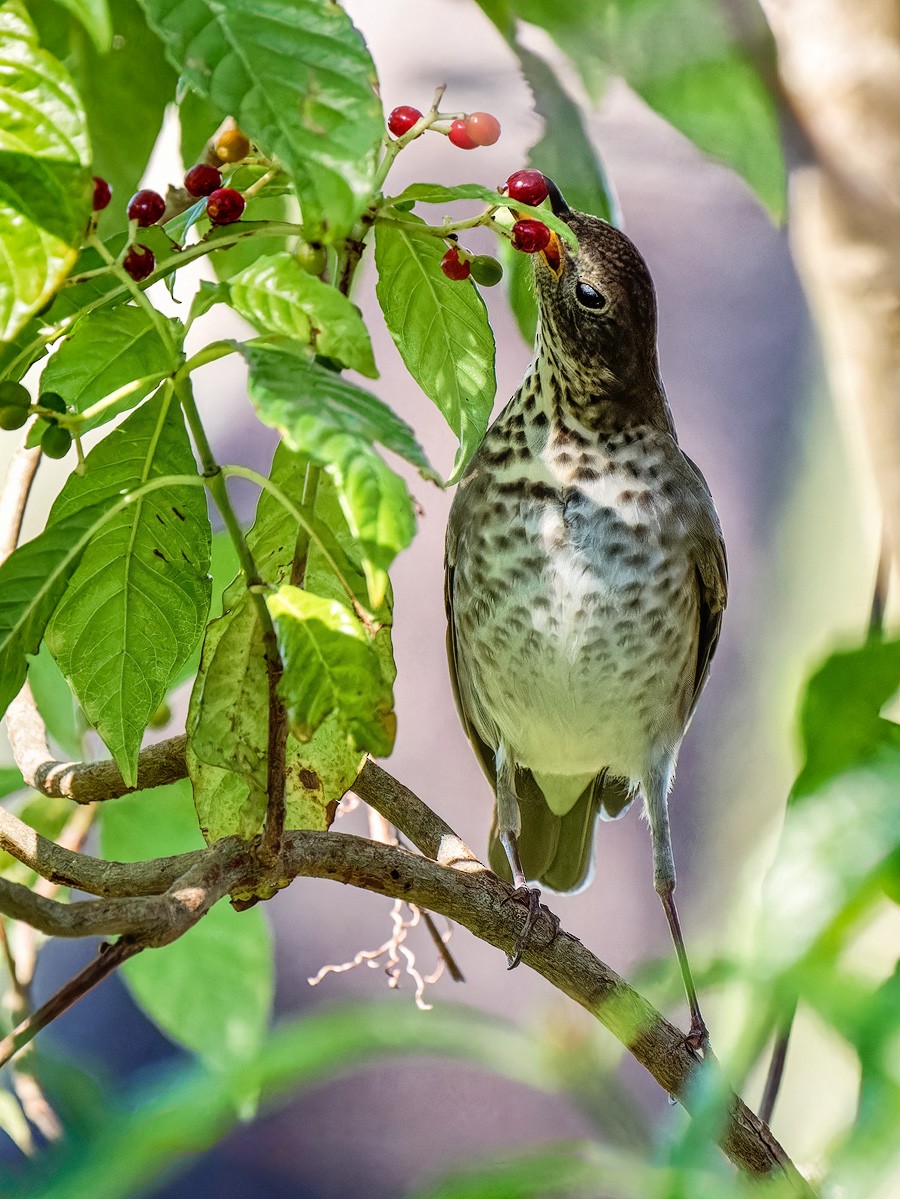 Gray-cheeked Thrush - ML643918186