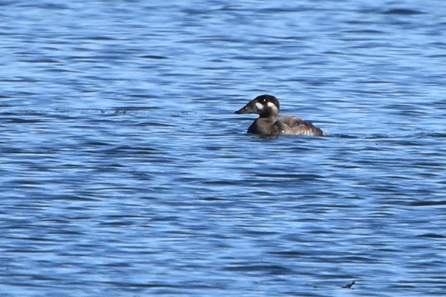 Surf Scoter - ML643918194