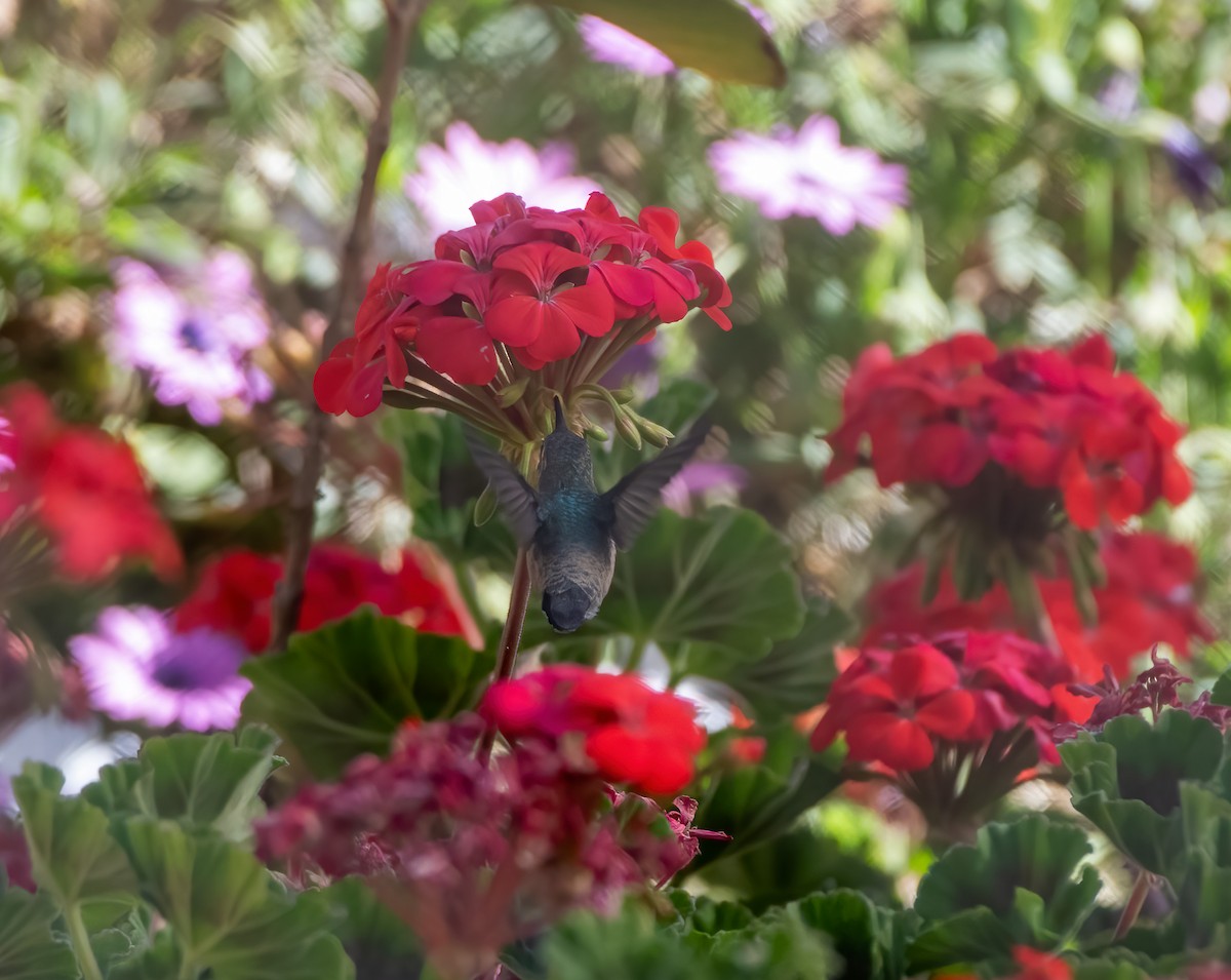 Colibri de Fanny - ML643918195