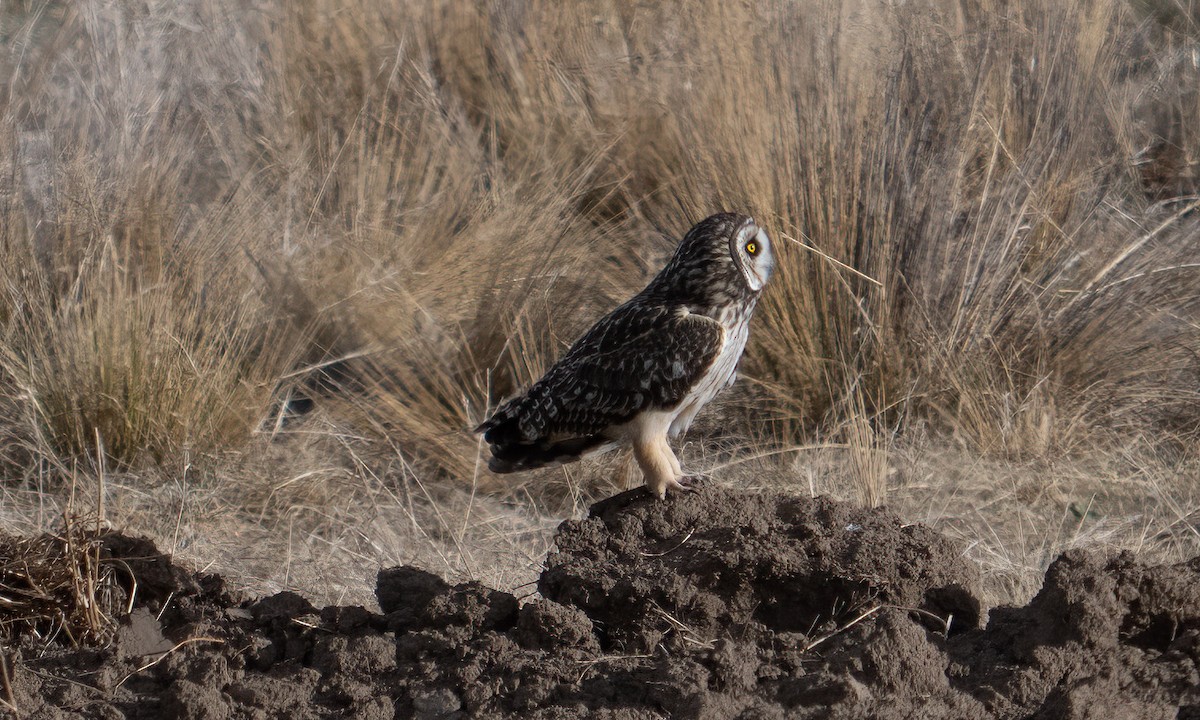 Short-eared Owl - ML643918214