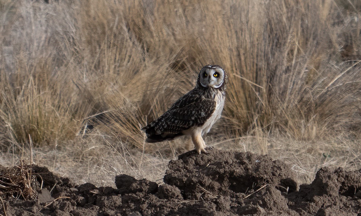 Short-eared Owl - ML643918216