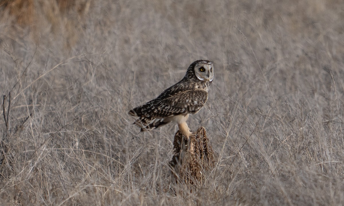 Short-eared Owl - ML643918217