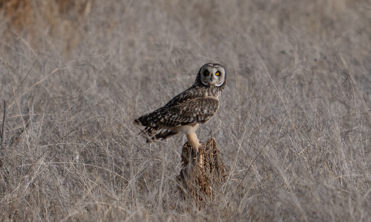 Short-eared Owl - ML643918219