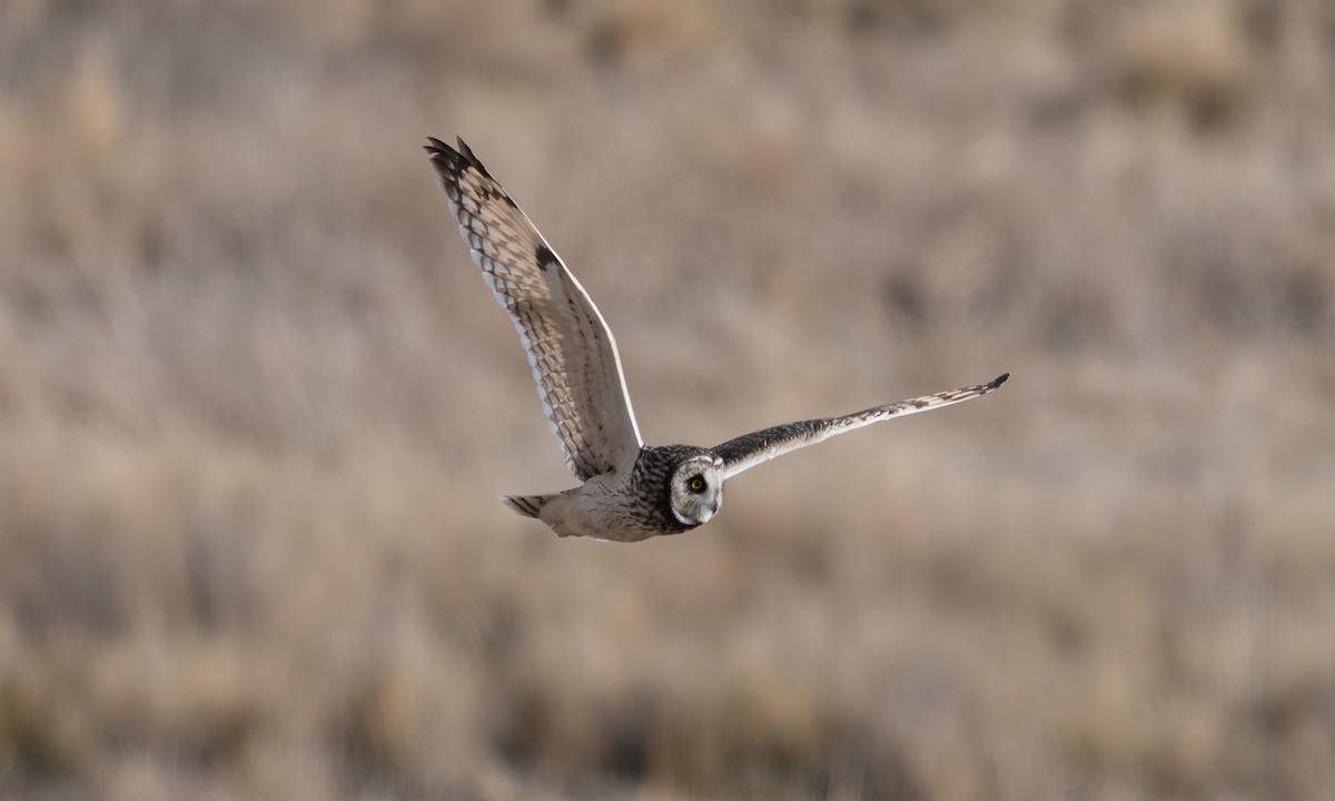 Short-eared Owl - ML643918220