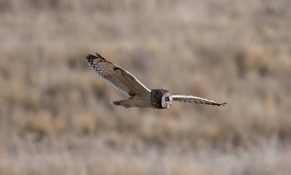 Short-eared Owl - ML643918221