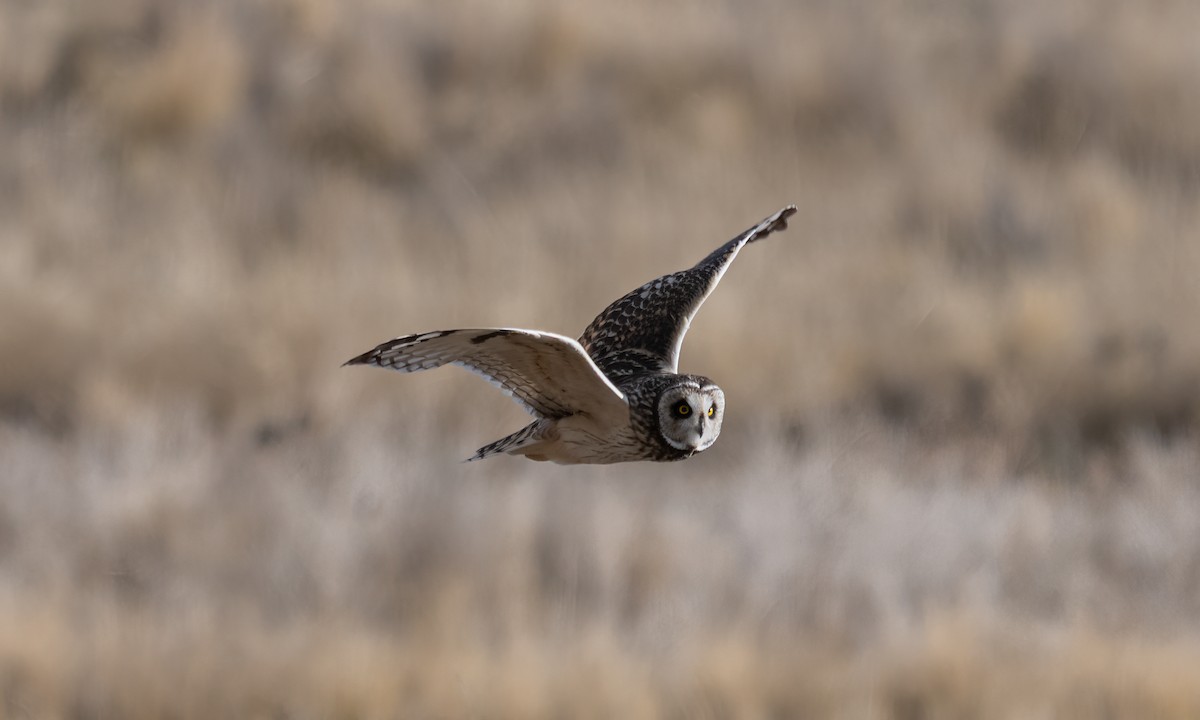 Short-eared Owl - ML643918222