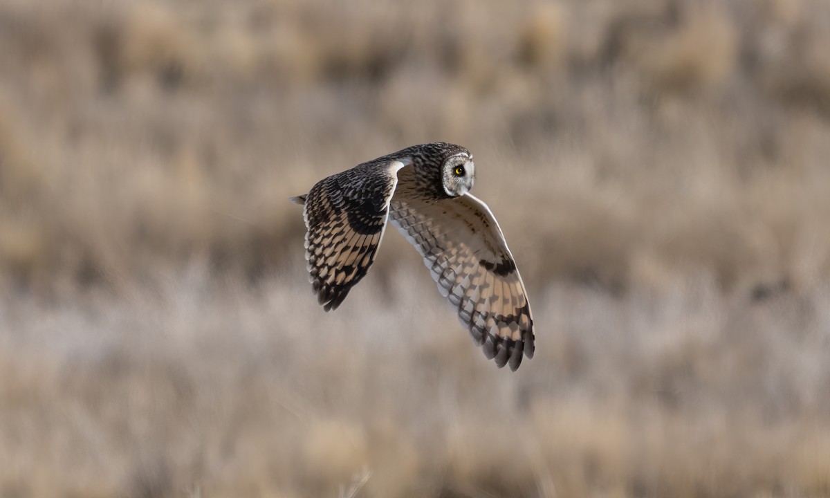 Short-eared Owl - ML643918223