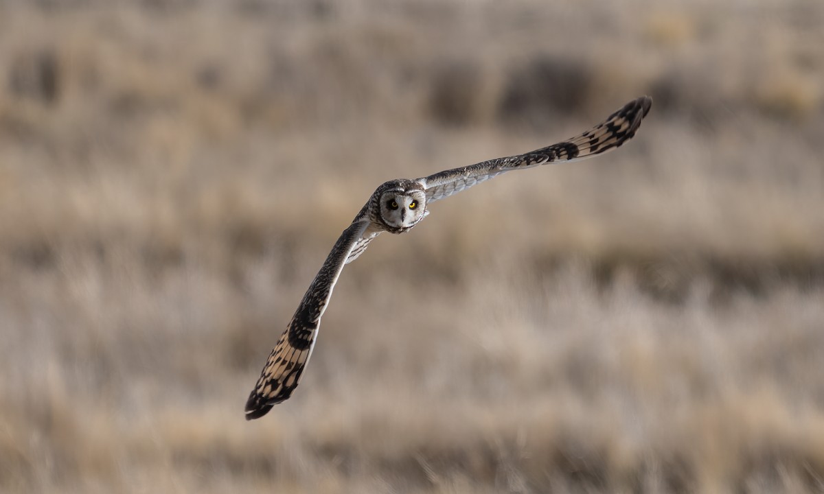 Short-eared Owl - ML643918224