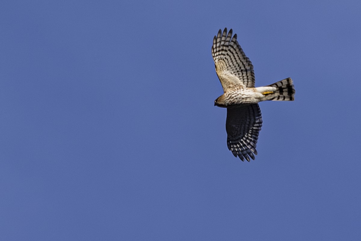 Sharp-shinned Hawk - ML643918228