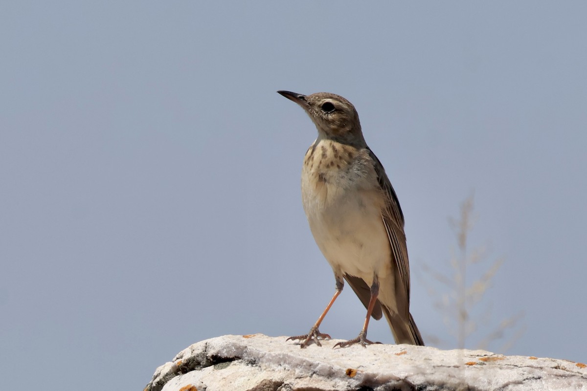 Plain-backed Pipit - ML643918248