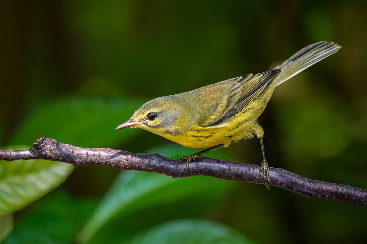 Prairie Warbler - ML643918249