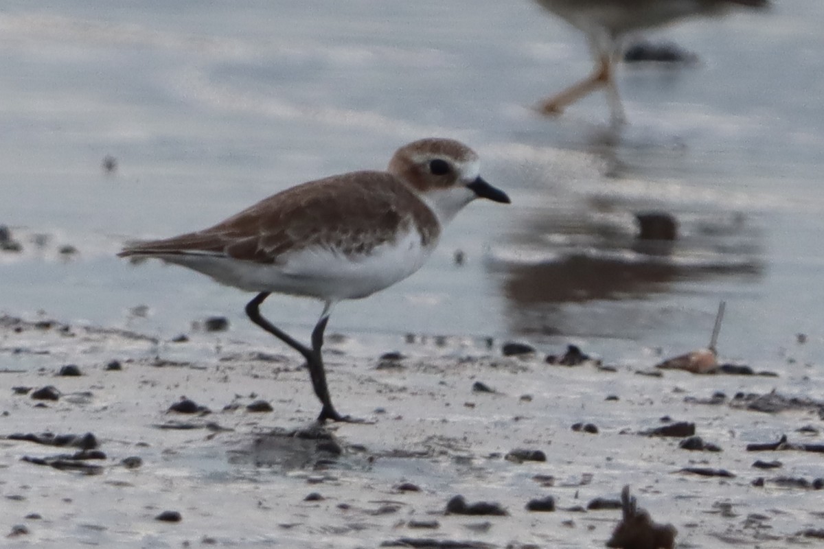 Siberian Sand-Plover - ML643918250