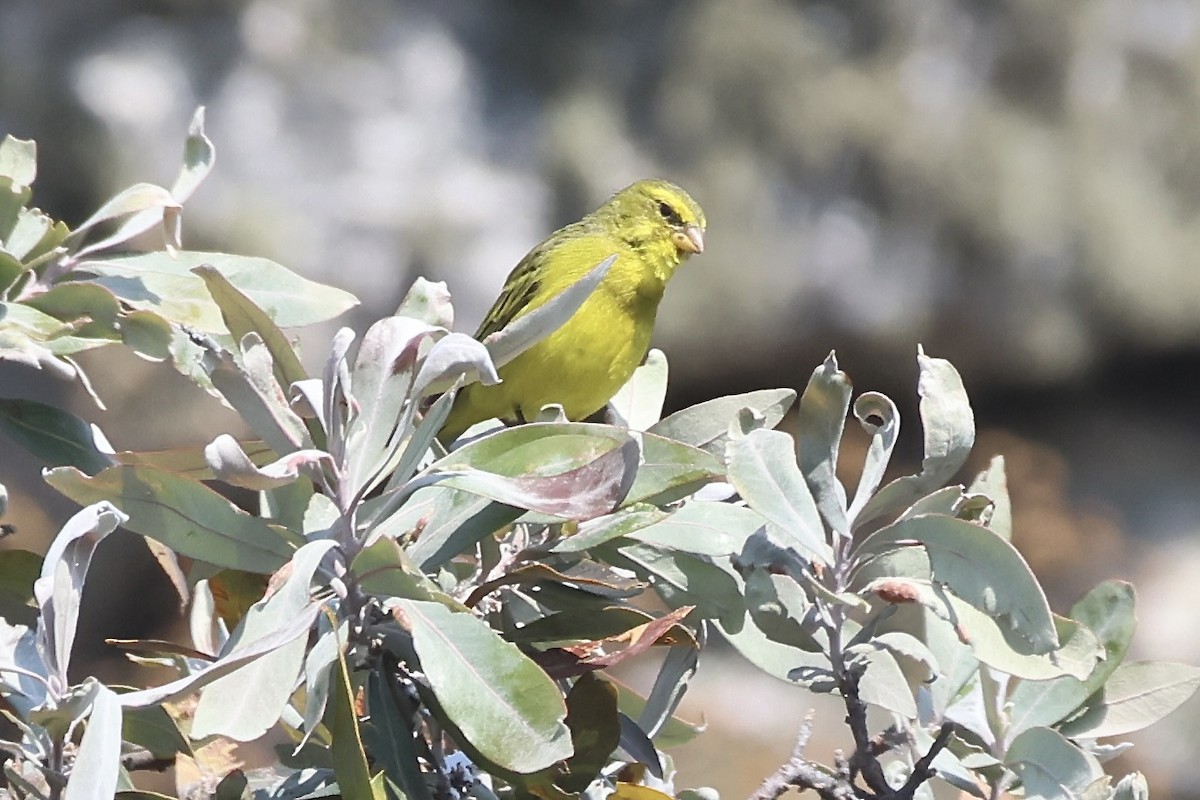 Brimstone Canary - ML643918256