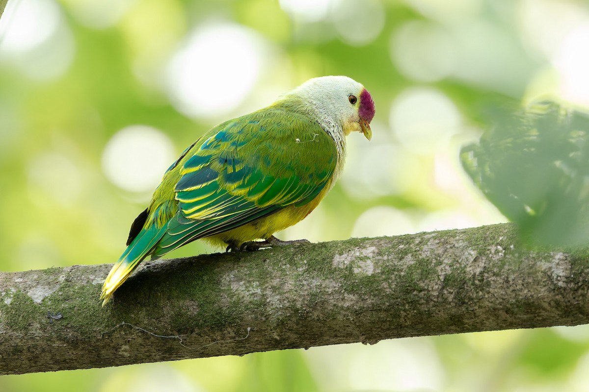 Cook Islands Fruit-Dove - ML643918257
