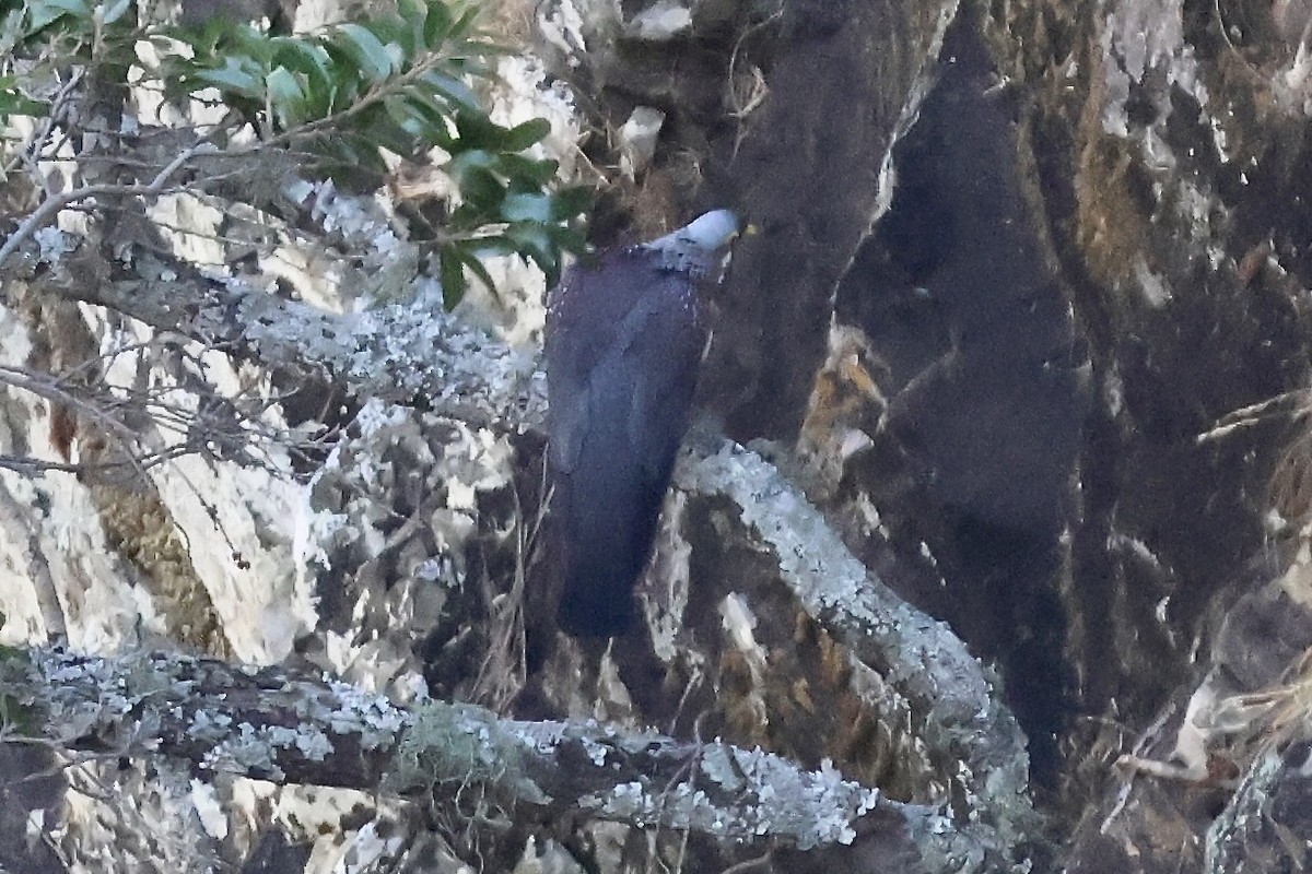 Rameron Pigeon - ML643918262