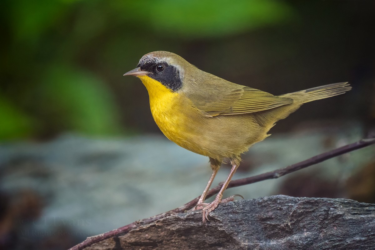 Common Yellowthroat - ML643918266