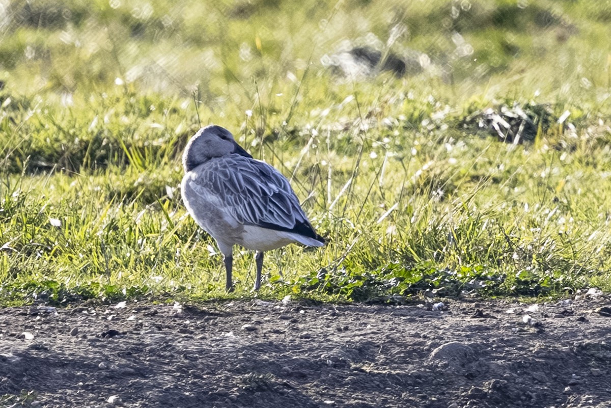 Snow Goose - ML643918277