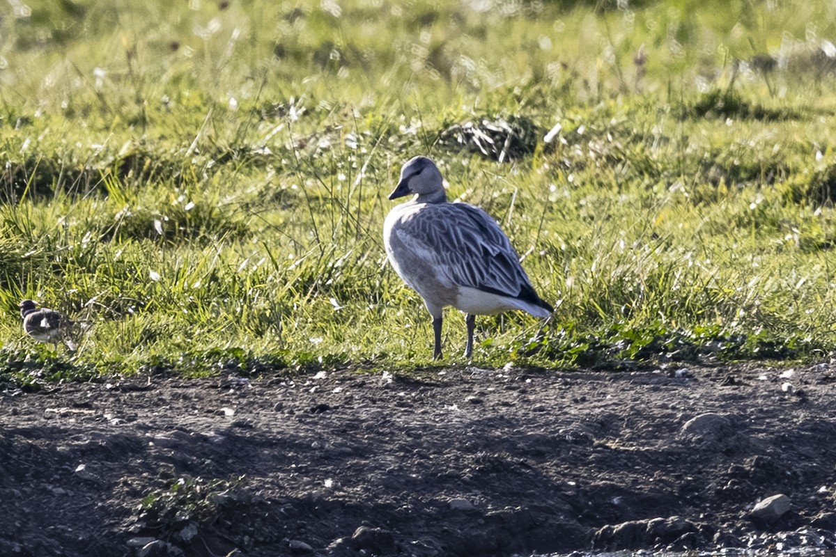 Snow Goose - ML643918278