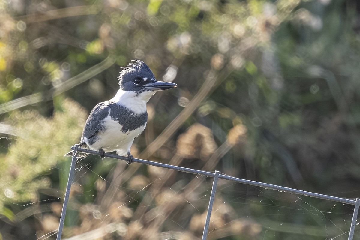 Belted Kingfisher - ML643918295