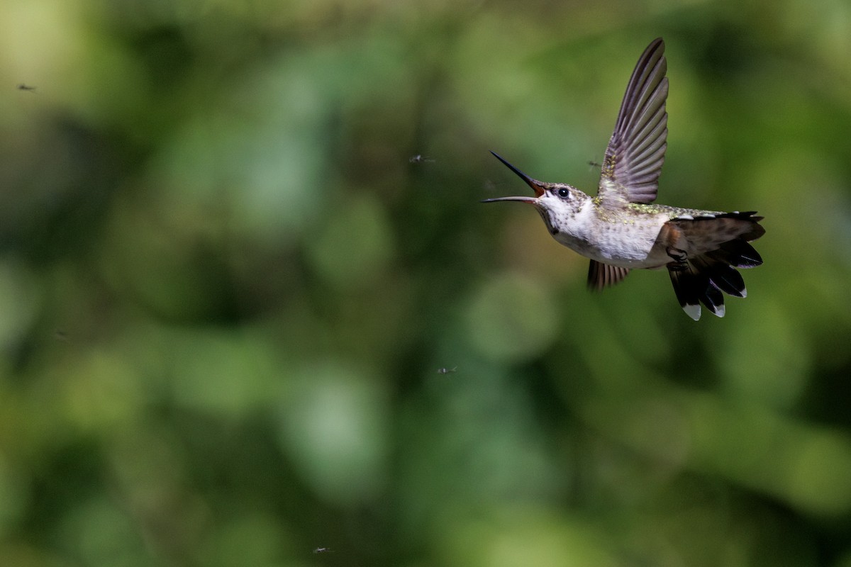 Colibri à gorge rubis - ML643918302