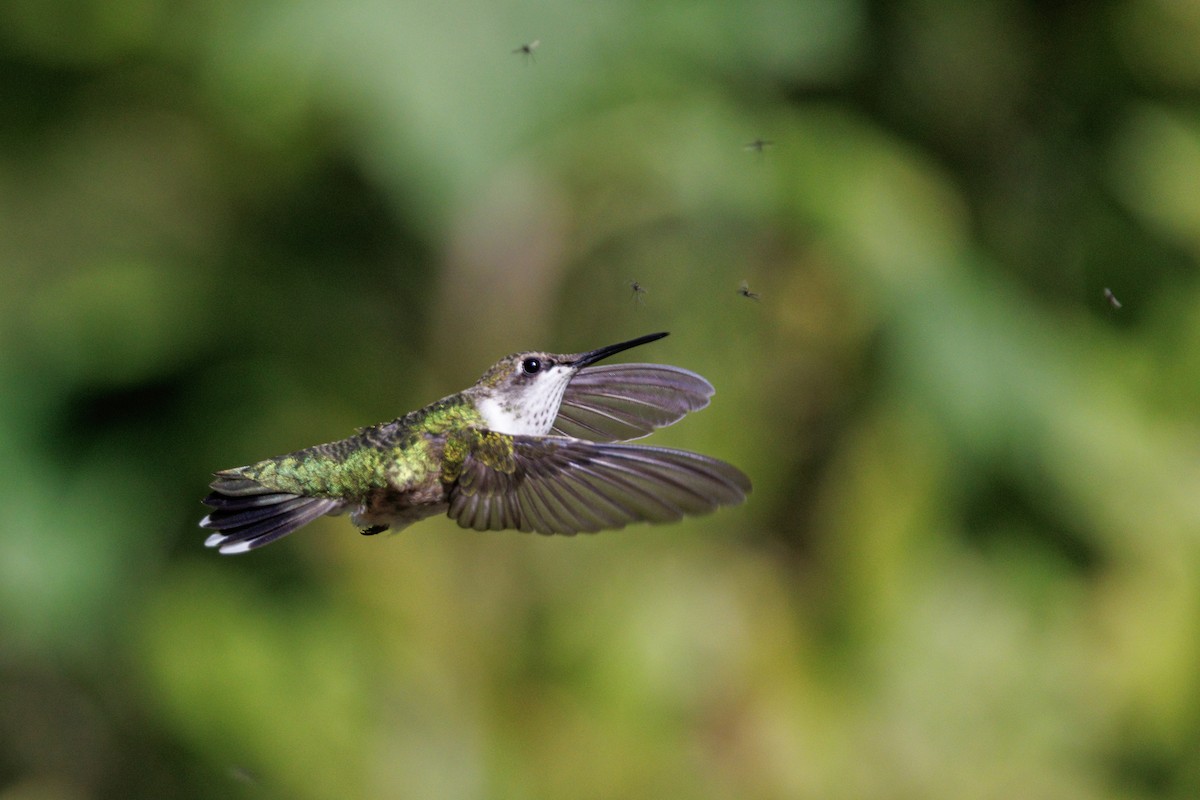Colibri à gorge rubis - ML643918303