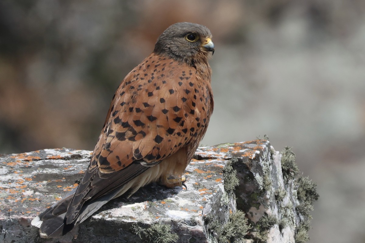Rock Kestrel - ML643918312