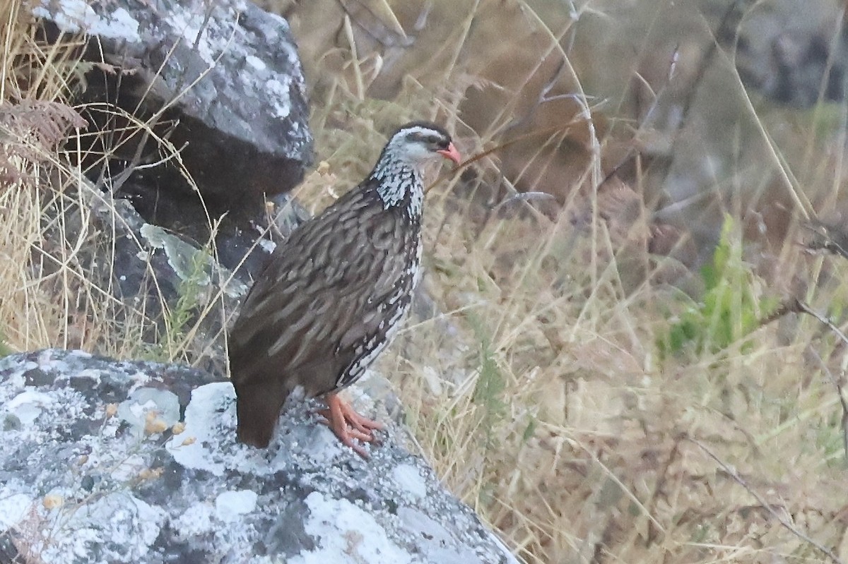 Swierstra's Spurfowl - ML643918315