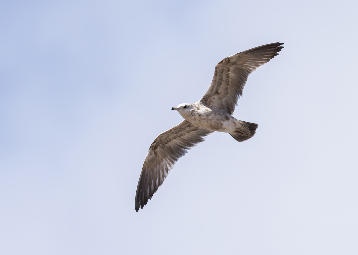 California Gull - ML643918316