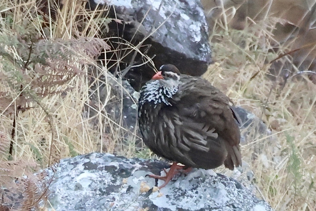 Swierstra's Spurfowl - ML643918317