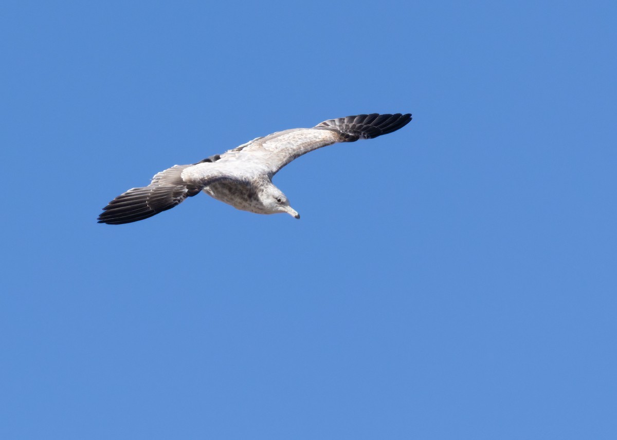 California Gull - ML643918318