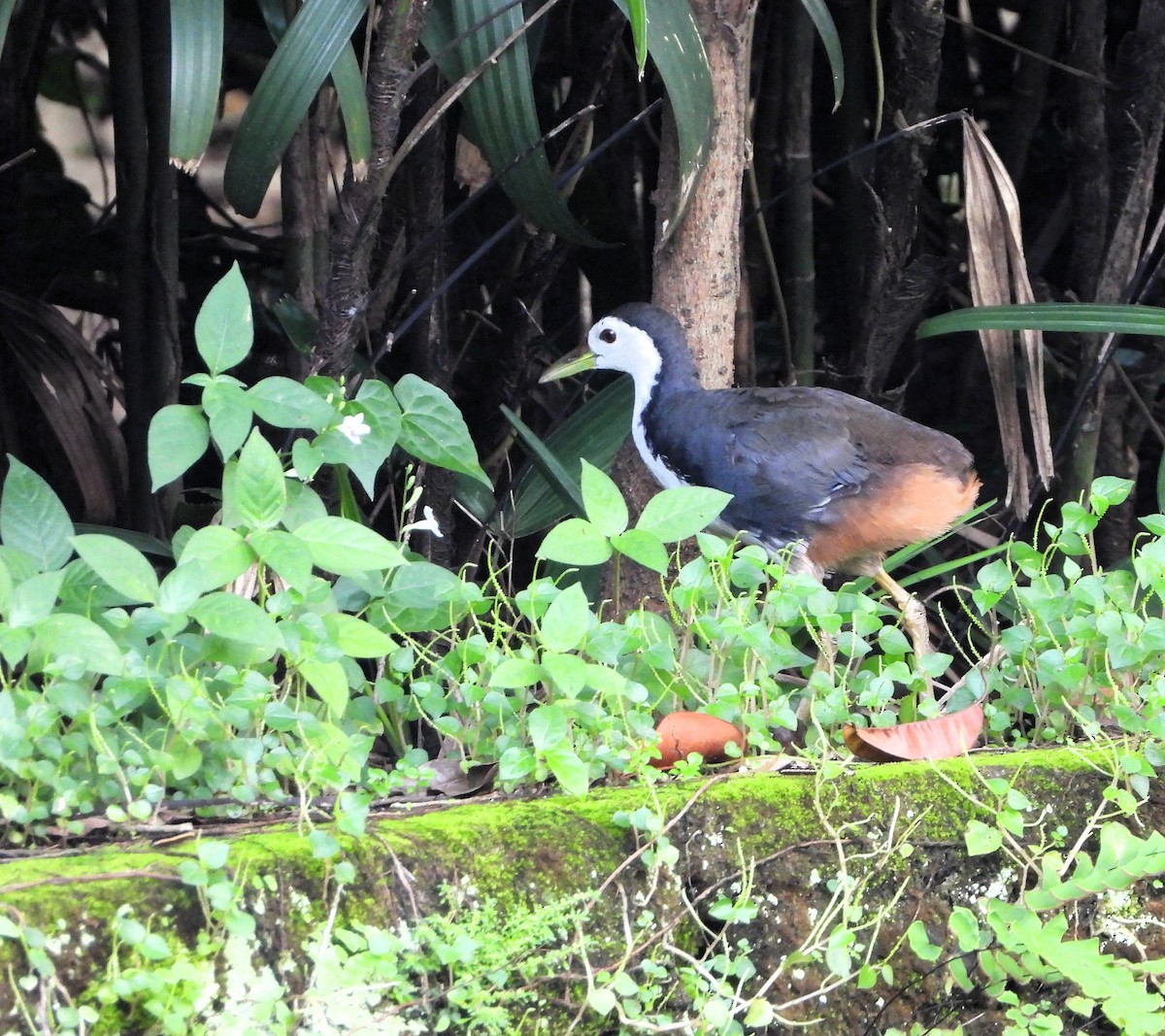 White-breasted Waterhen - ML643918333