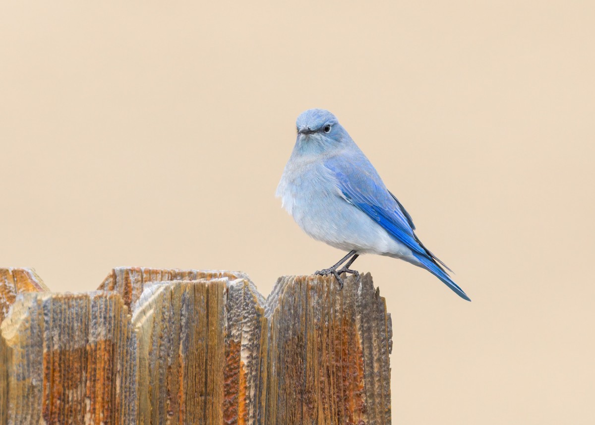 Mountain Bluebird - ML643918343