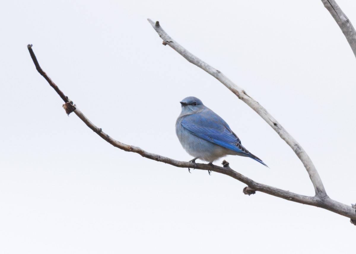 Mountain Bluebird - ML643918345