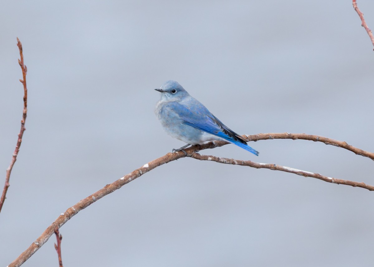 Mountain Bluebird - ML643918346