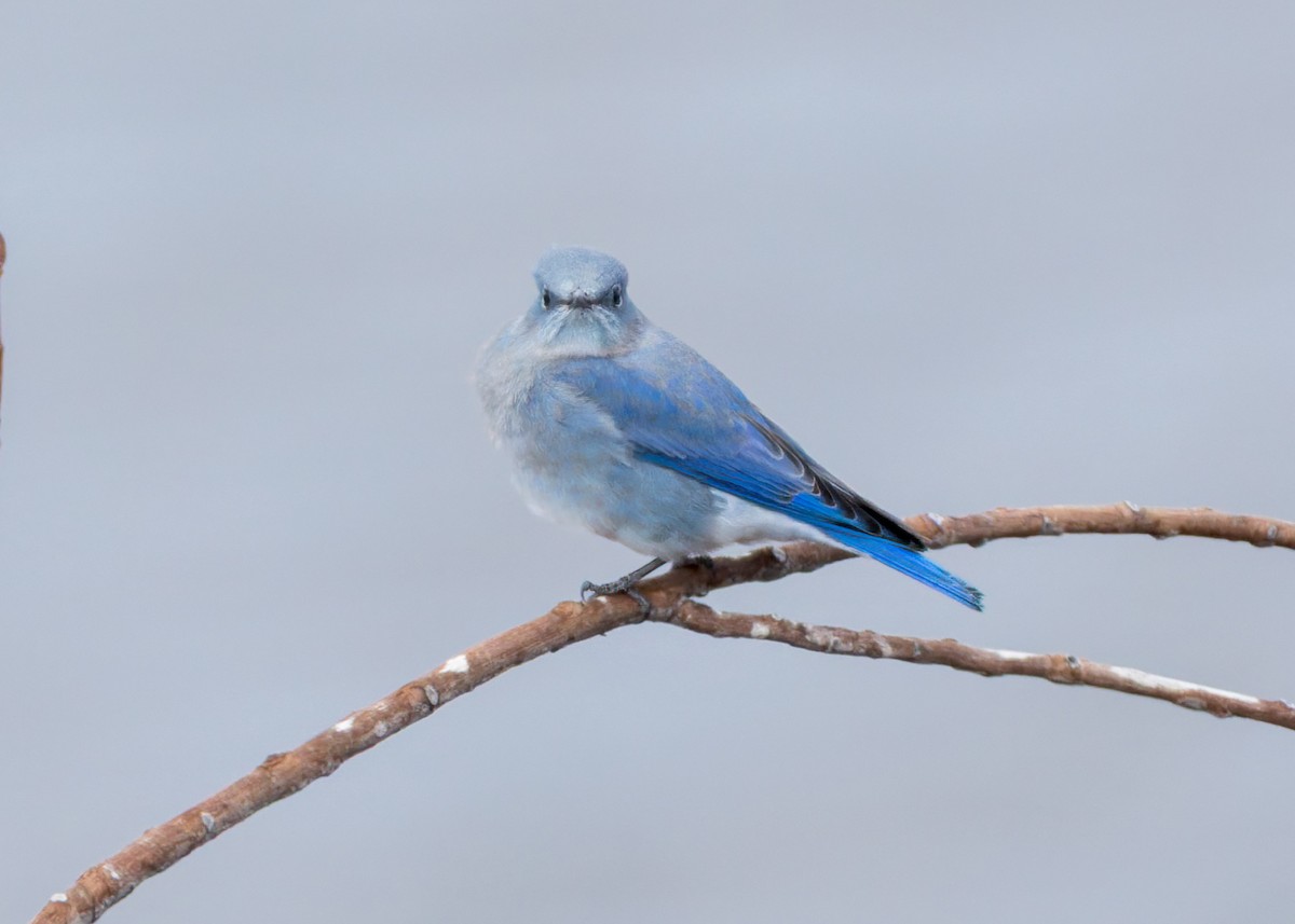 Mountain Bluebird - ML643918347