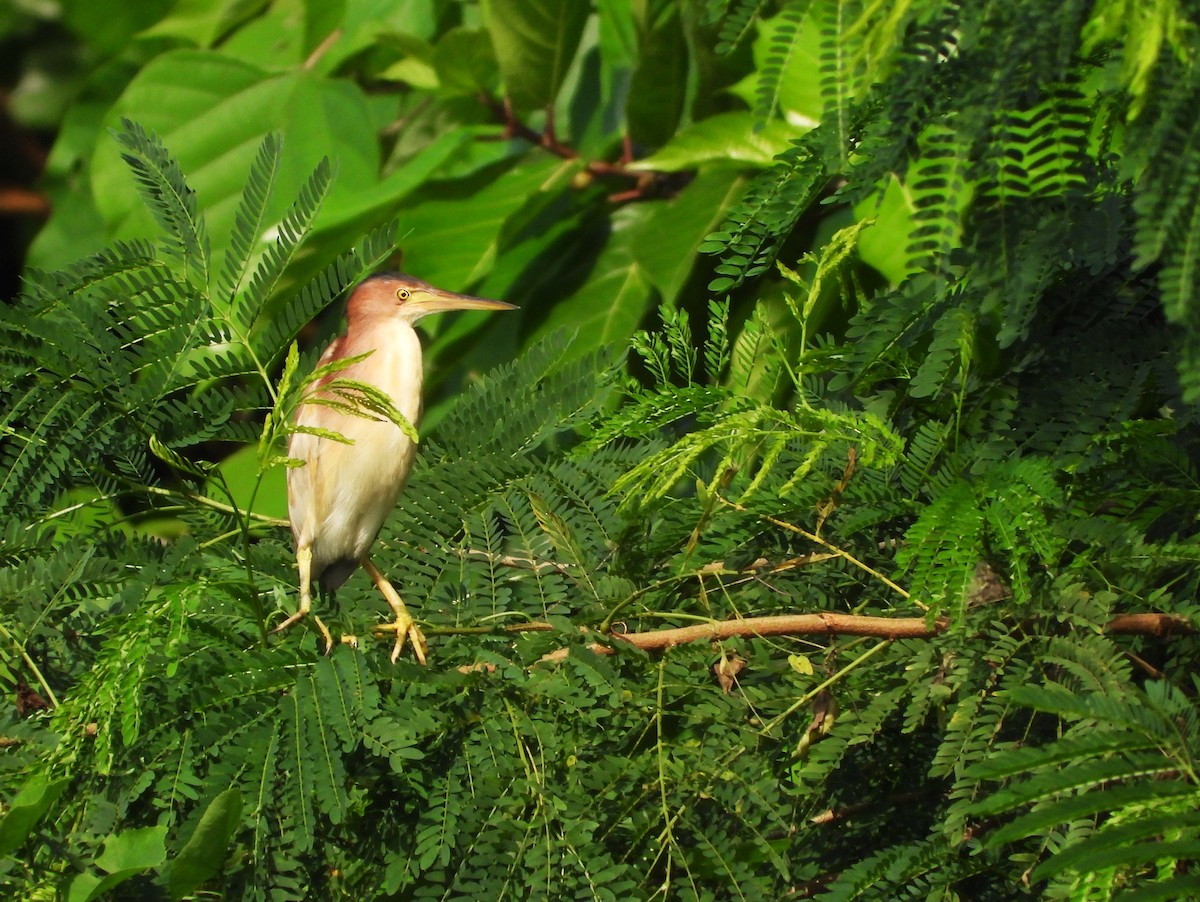 Yellow Bittern - ML643918349