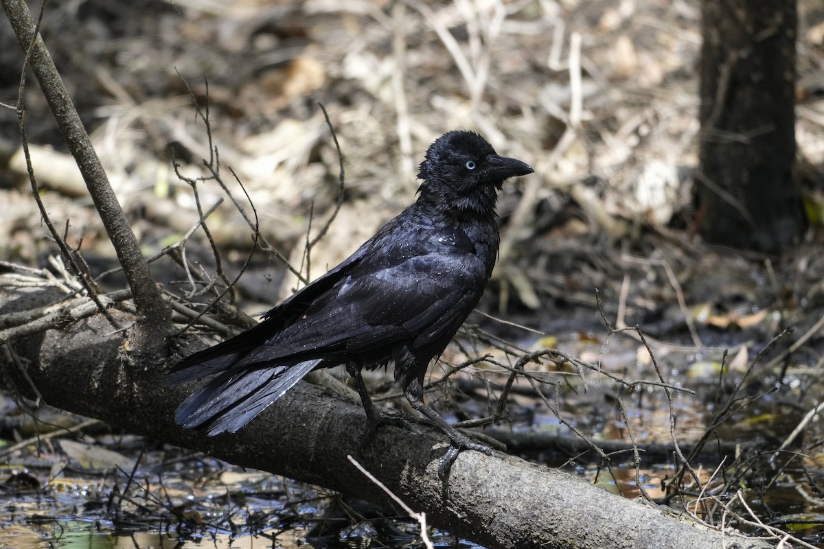 Torresian Crow - ML643918373