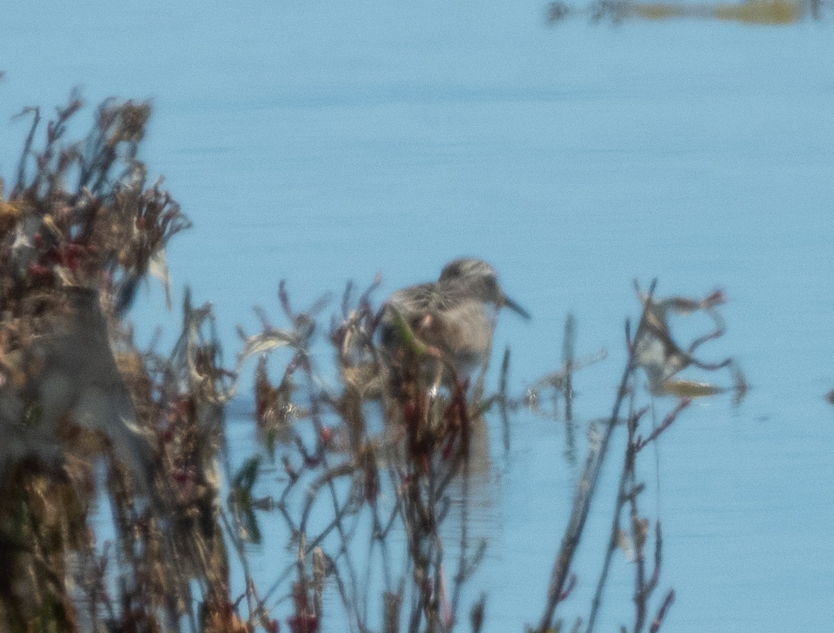 長趾濱鷸 - ML643918384