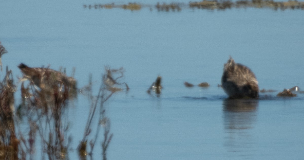 長趾濱鷸 - ML643918385