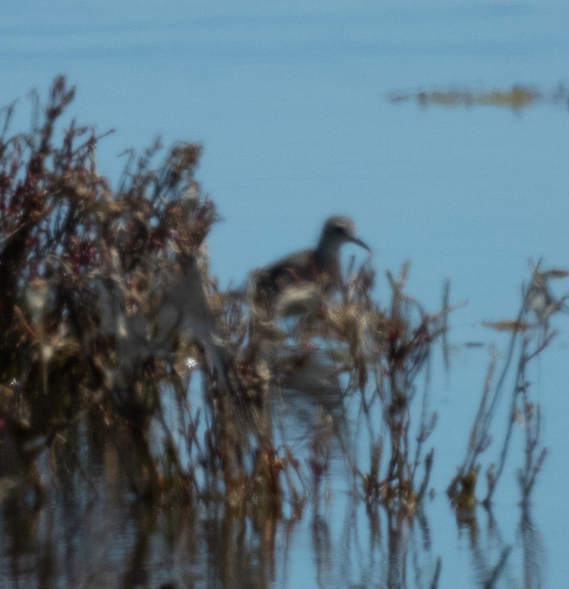 長趾濱鷸 - ML643918386